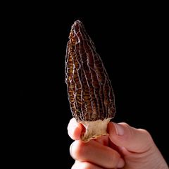 干菌一件代發規格批發廠家羊肚菌乾貨雲南原產地批發價羊肚菌