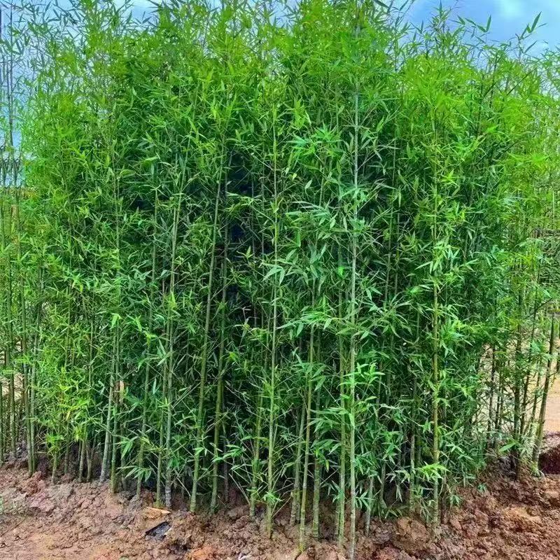 观赏竹种子绿化植物庭院围墙别墅阳台绿化青竹种子竹子种子50粒装