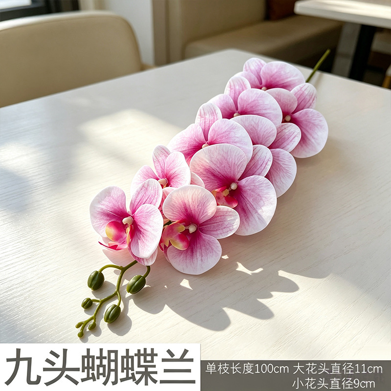 3D Phalaenopsis mới/màu hồng gradient