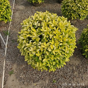 The Base Supplies Golden Leaf Yellow Banyan Balls with a Height of 60-150cm, Color Block Plants, Colorful Leaves and Green Plants for a Long Time