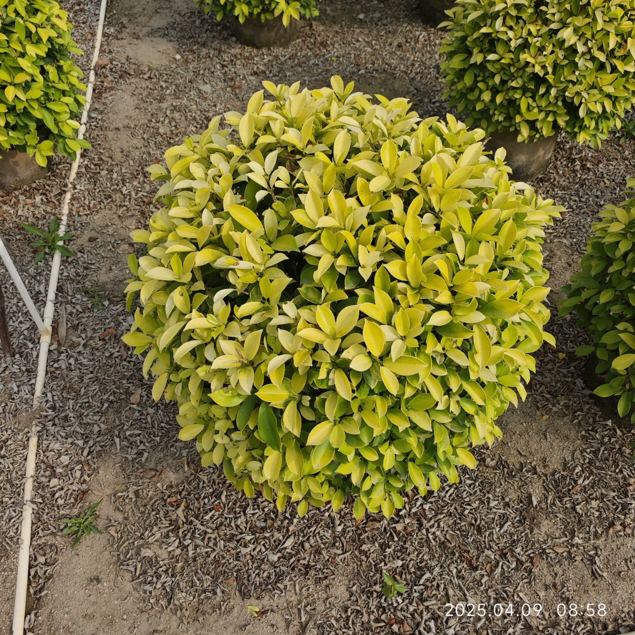 Основа поставляет желтые баньяновые шары с золотыми листьями высотой 60-150 см, растения с цветными блоками, красочные листья и зеленые растения на долгое время.