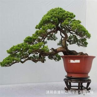 ���羳��؛���羳�ɘ�N�Ӻ��ɷN���辰�ɘ�N�Ӽ�ͥ���@�^�p�҃�