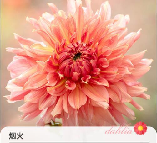 花火5