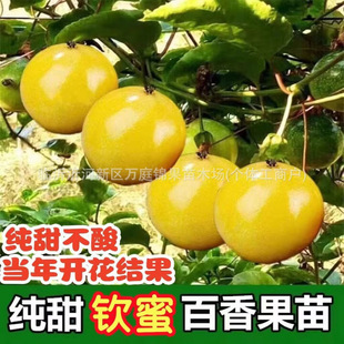 �J��9̖�����������S����������ͥԺ�����ļ��Nֲ��������