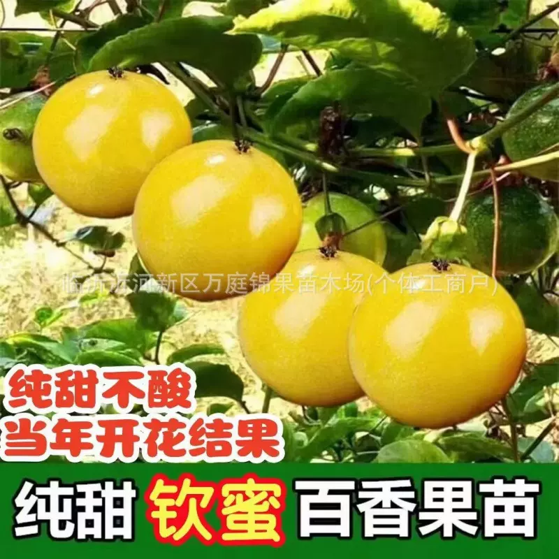 钦蜜9号百香果树果苗黄金百香果大苗庭院地栽四季种植树苗盆栽