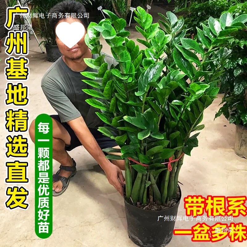 Large Money Tree Potted Money Tree Green Plant Flower Indoor Happiness Tree Plant Living Room Office Factory Wholesale