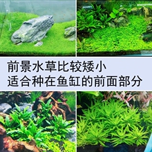 前景水草植物矮小鱼缸造景真草中景活增氧套餐阴性荷兰景草坪淡水