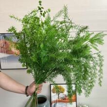 2025新款仿真绿植芦荀草天门冬婚礼布置绿色假花造景摄影森系绿植