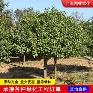 �߷�֦�lì���}�|�ɺ�ͥԺ�����L���G������ ���l�ߗU�lì�����