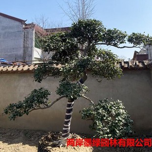 �������l���͟o���۹ǘ�С�^���^�o���۹��������\������瘶��