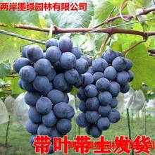 �޷�����������������������ј������ј��m�Ϸ��Nֲ����Y��