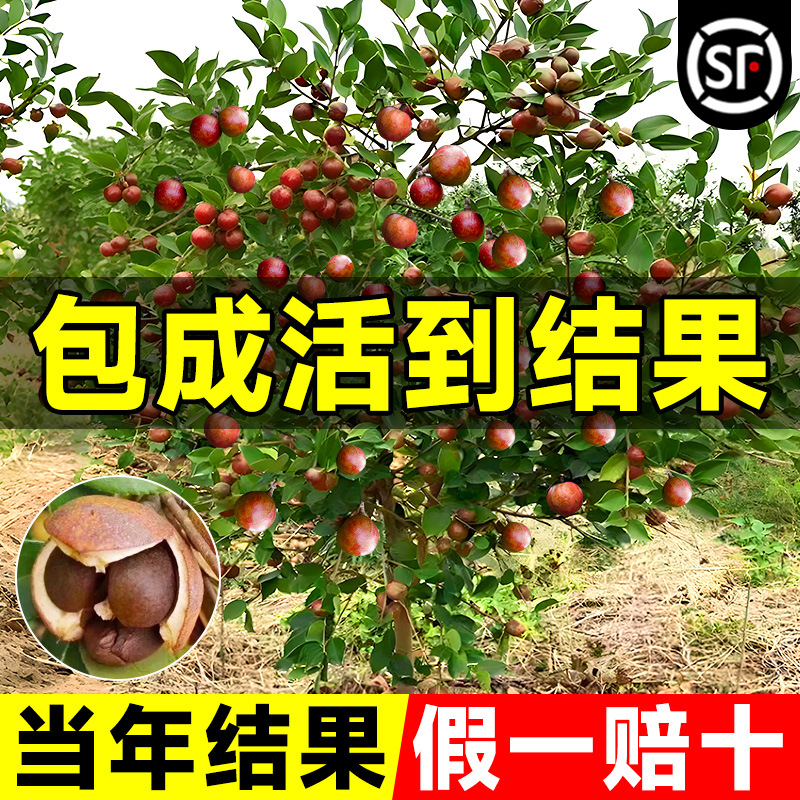 正宗油茶树苗长林系油茶籽白花山茶子高产软枝薄皮大果南北方种植