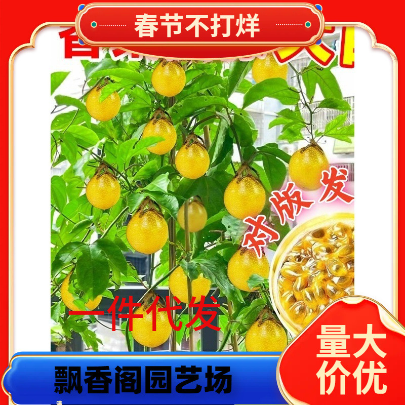 钦蜜9号黄金百香果苗百香果嫁接树苗南北方四季种植盆栽不断结果