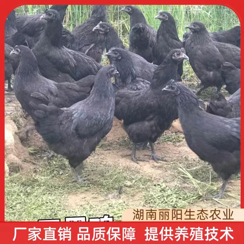 鸡苗活体五黑绿壳蛋鸡苗麻羽绿壳蛋鸡孵化场直供另有农村放养土鸡