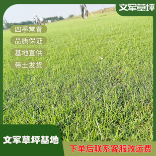 Dwarf Bermuda with Mud Turf Landscaping Cold-Resistant Drought-Resistant Trampling Real Lawn Bermuda Lawn Wholesale