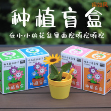 儿童创意植物盲盒盆栽学生开学礼物种子盆景迷你花卉种植桌面批发