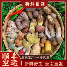 野生菌新鲜云南鸡枞菌牛肝菌青头菌松茸菌菇组合杂菌新鲜野生蘑菇