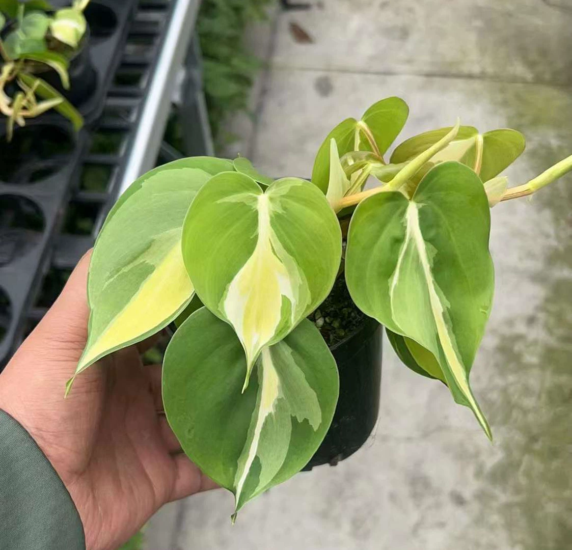 [Базовые прямые поставки] Домашняя сеть маленьких цветов в горшках для наблюдения за листьями Красные цветы Зеленые растения 120 Двойной кремовый всплеск