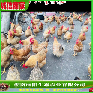 �u����w�`ɽ���u�����һ���g���S���u���S�_�u�r����B��ɽ���u