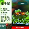 Lotus color, Crab male 1 female 1