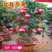 苹果树苗矮化盆栽南方北方种植庭院阳台盆景嫁接红富士冰糖心果苗