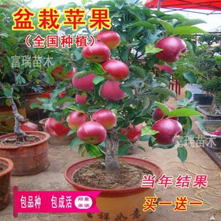 �O�����簫�������Ϸ������NֲͥԺ�̨�辰�޽Ӽt��ʿ�����Ĺ���