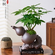 发财树盆栽植物室内绿植客厅禅意招财树盆景办公室内桌面好养四季