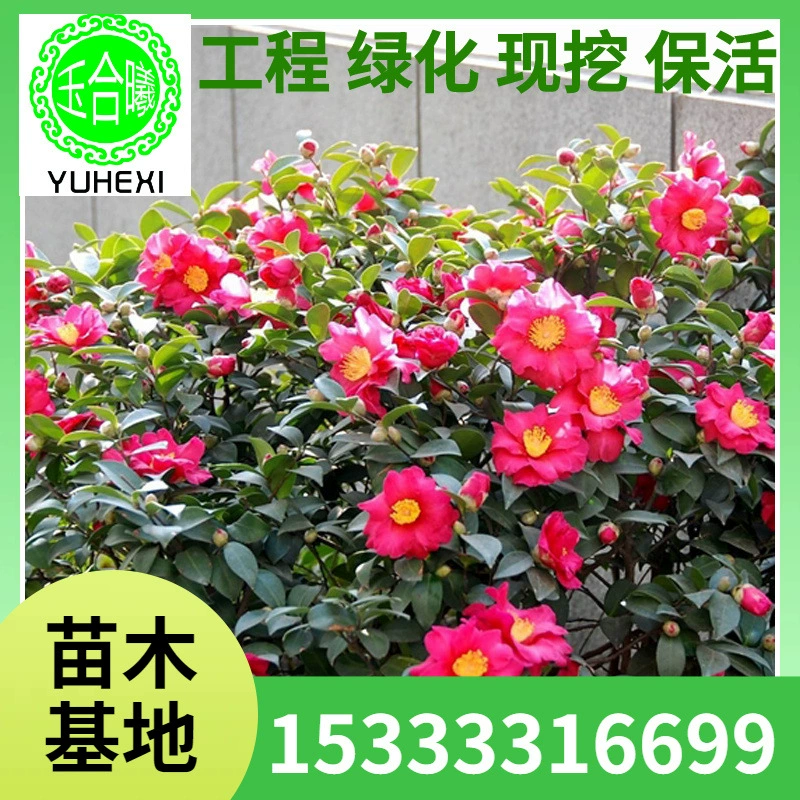 Поставка шариков Камелии, шариков Камелии премиум-класса, ширина 60cm - 3m коронки, полный ассортимент и характеристики ландшафтных саженцев.