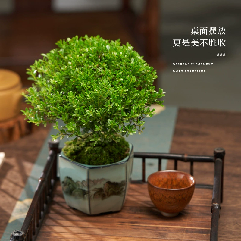 Миниатюрное горшечное растение из мелколистного красного кипариса для офисного стола, легкое в уходе всесезонное бонсай.