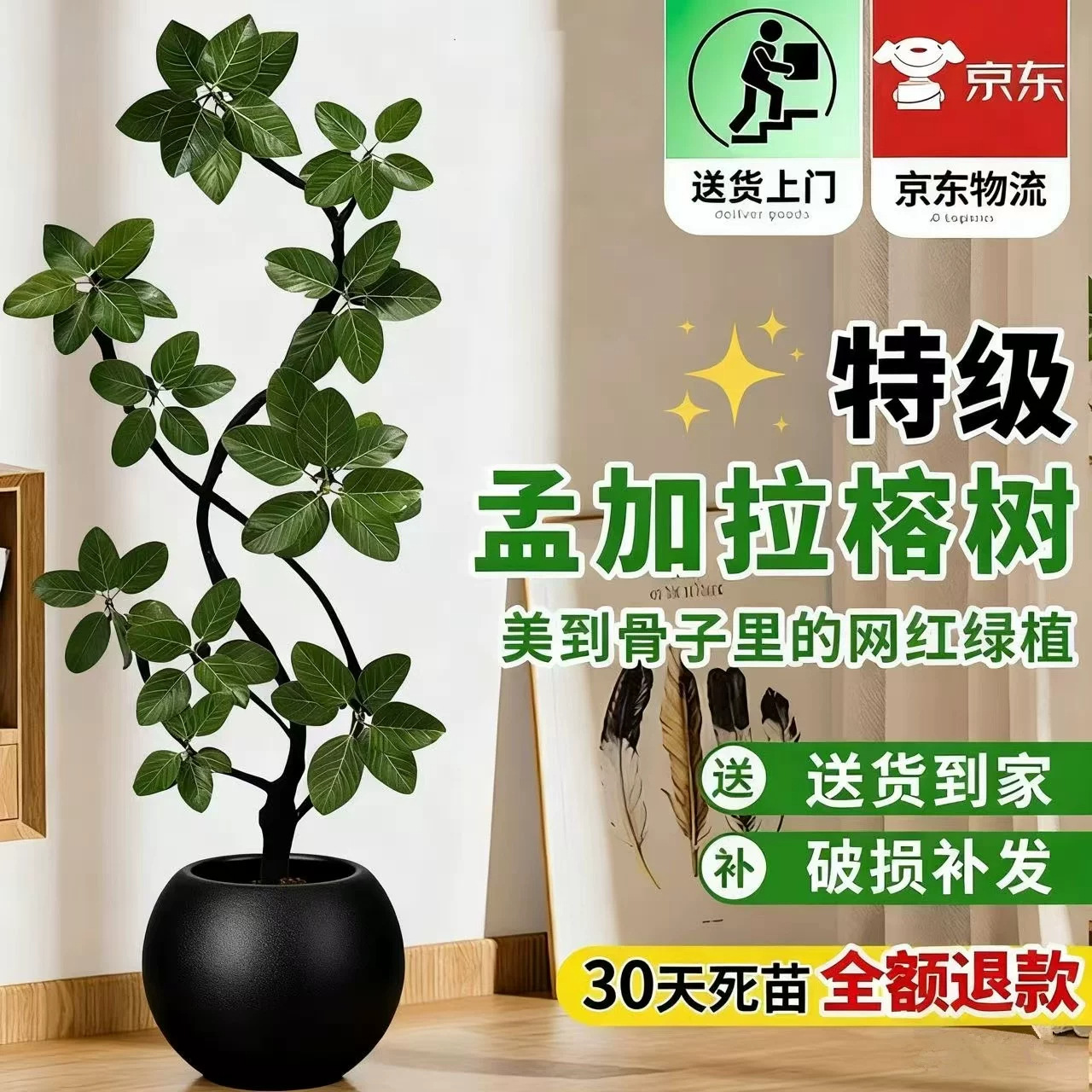 孟加拉榕盆栽大型室内客厅高级绿植黄金榕高山榕树落地真花旺宅树