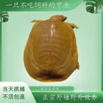 青黄背野生甲鱼活体王八水鱼团鱼鳖中华鳖苗活体食用海鲜鲜活包邮