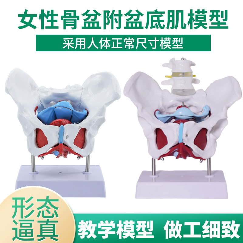 Ů�Թ���ģ����׼�ģ�� �ӹ��������� ��Ѫ�� �ṹ������չʾ