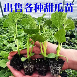 盆栽;灌木;种子