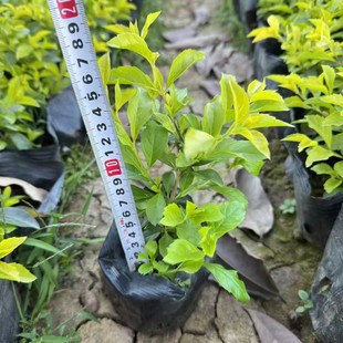 Golden Leaf Bag Seedlings Potted Flower Plants Indoor and Outdoor Courtyard Cold-Resistant, Heat-Resistant and Drought-Resistant Plant Greening Project Seedlings