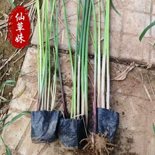 Water Onion Plant Seedlings, Green Onion, Puwan Grass, Ornamental Grass, Water Onion Wholesale, Emergent Plants, Wetland Park, Floating Island Greening