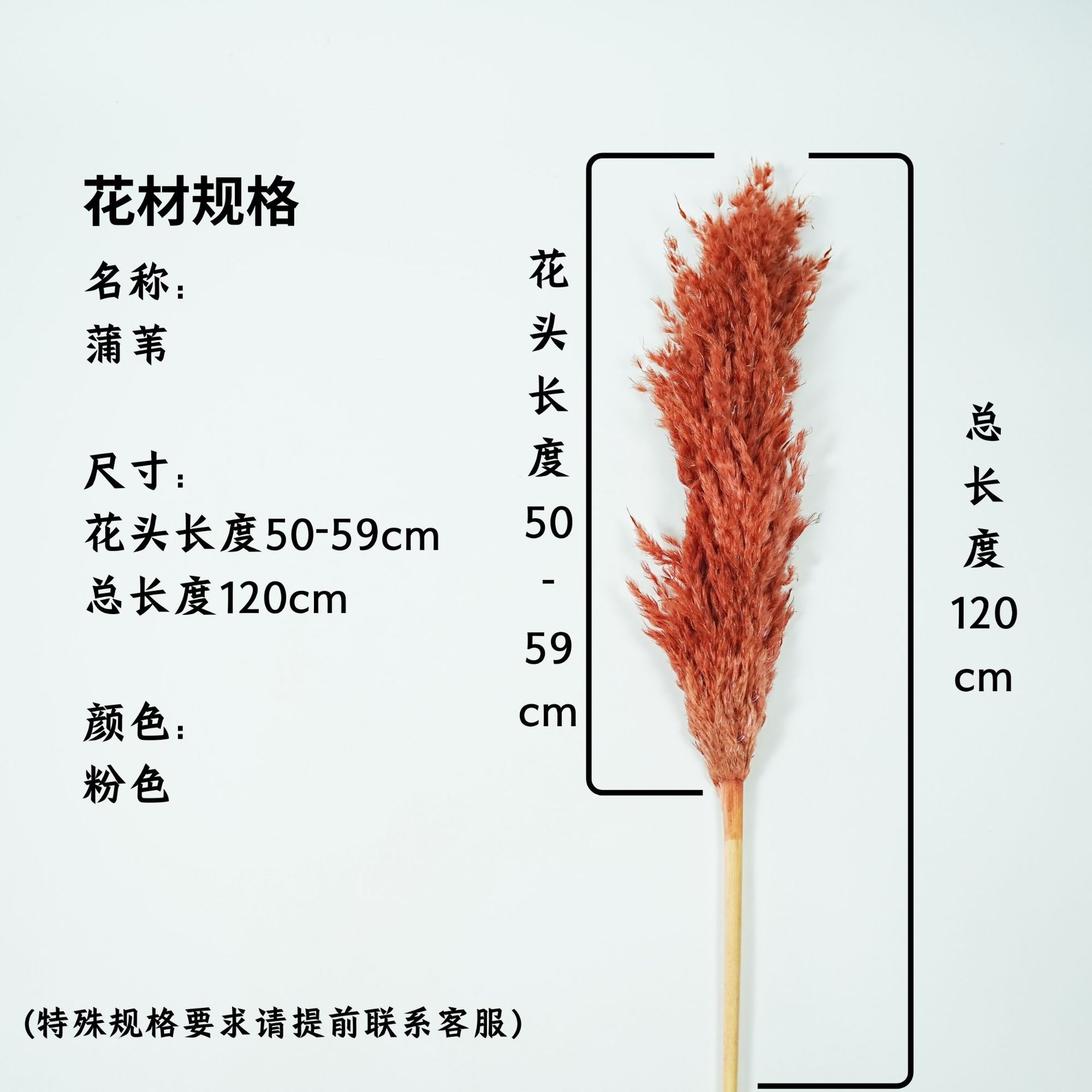 꽃머리 50~59cm 브라운