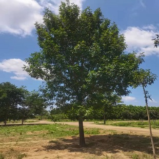 �@�־G�������е�����������Ϟ �që��Ϟ8-20cm ���جF؛����