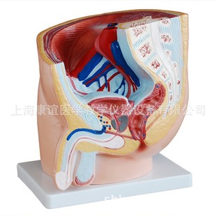 Kay-331A Male Pelvic Sagittal Anatomy Model Male Reproductive Organ Structure Model Medical Teaching Model