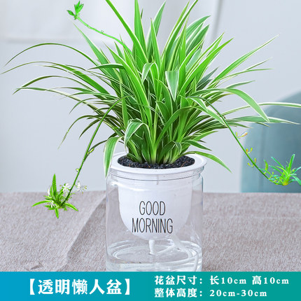 금연엽록소 + 굿모닝 대야 + 영양액✓