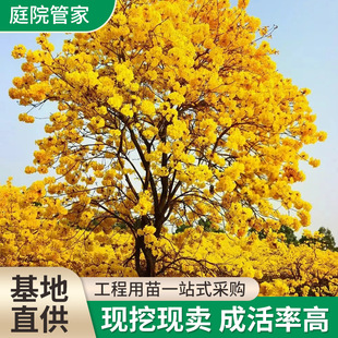 Small Yellow-Flowered Frangipani Saplings, Multi-Flowered Golden Frangipani Saplings, Small Purple-Flowered Frangipani Saplings, Courtyard Flower Pots for Planting