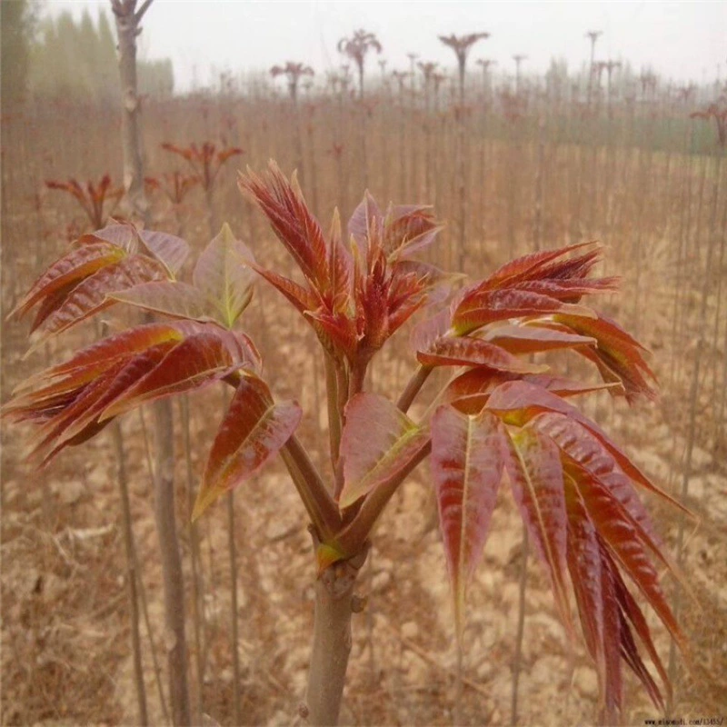 В те годы саженцы Toona sinensis с красным маслом были собраны из почек Toona sinensis. База саженцев Toona sinensis в настоящее время копает теплицы, чтобы занять деревья Toona sinensis.