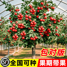 山楂树活苗大五棱甜红子山楂苗南方北方种植盆栽地栽山楂嫁接果苗