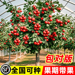 ɽ高�����������t��ɽ����Ϸ������Nֲ���Ե���ɽ髼޽ӹ���