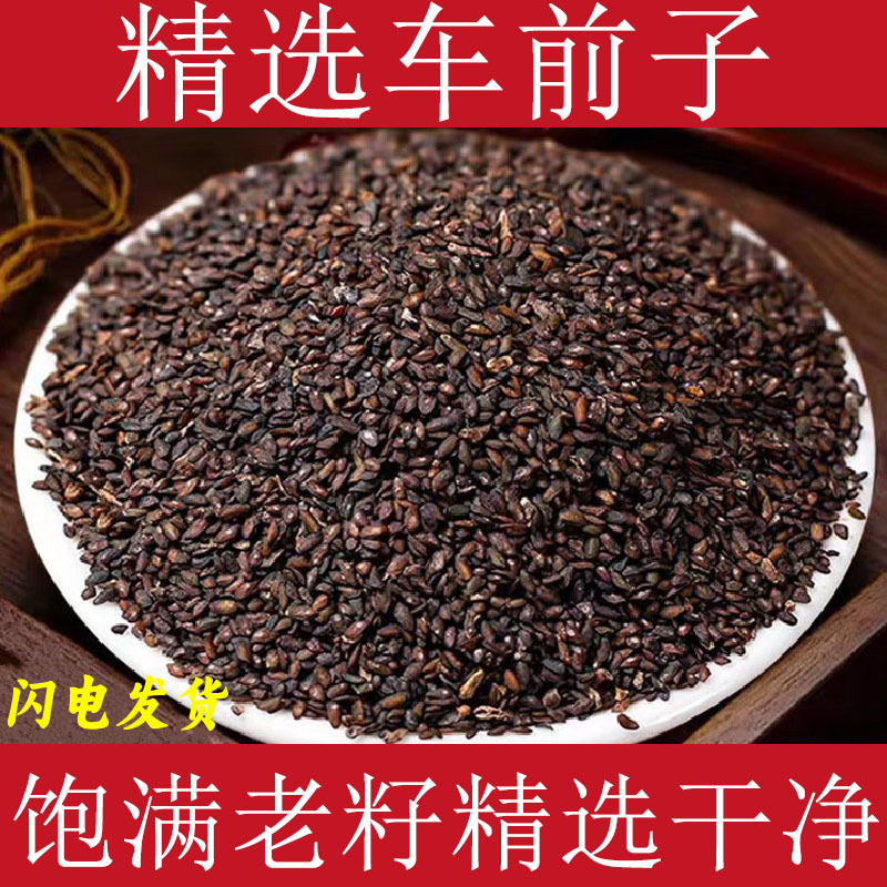 广西车前子中药材大别山车前籽车前子茶车前实精选车前草籽泡水喝