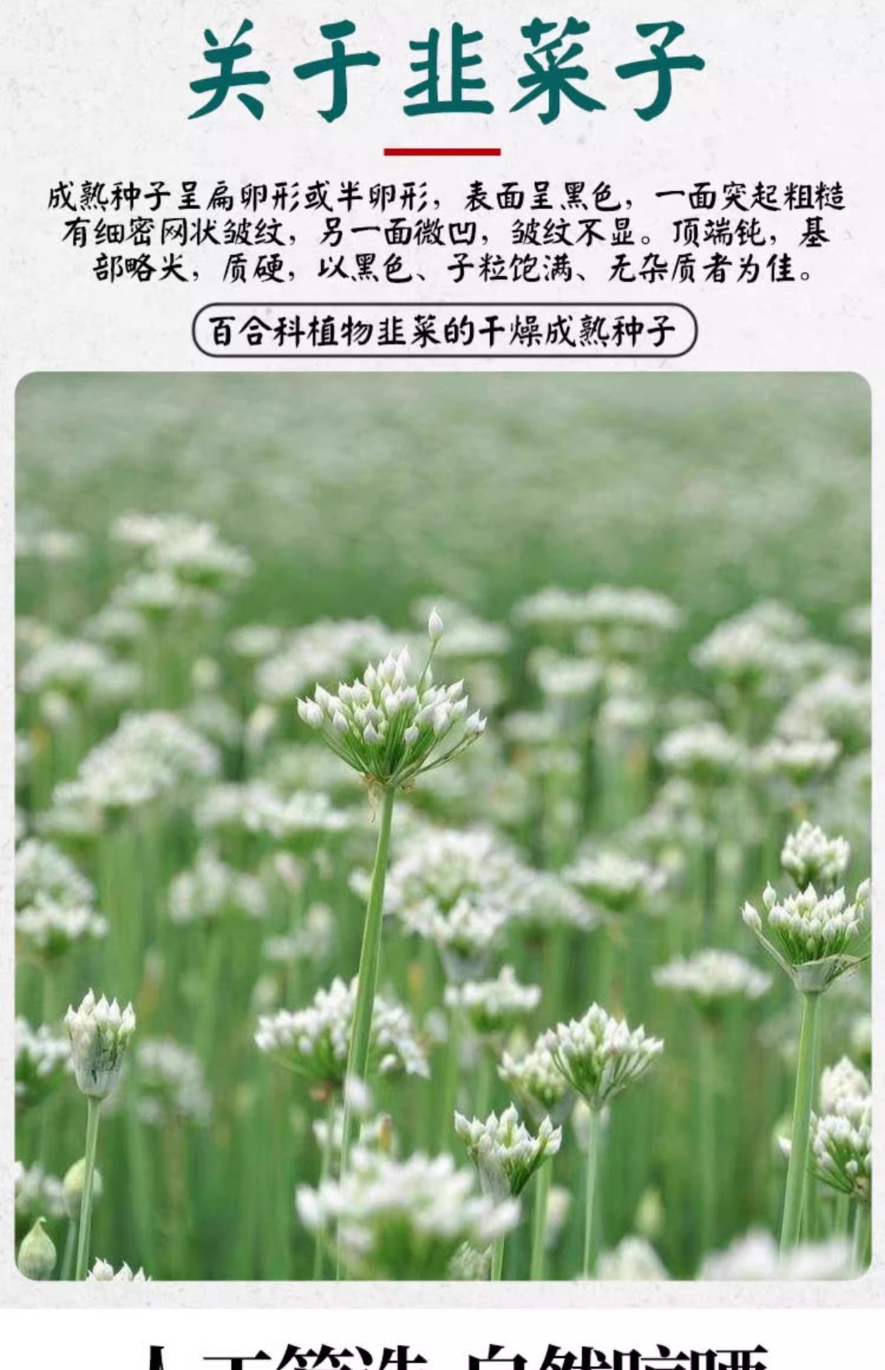 Chinese Chive Seeds Jiu Cai Zi Dried Herb 100g Jar for Decoction and Culinary Use quality and texture