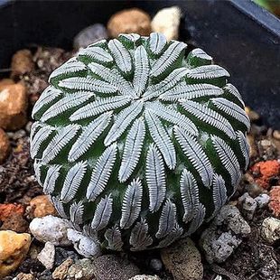 ���ɵ�������û��_��С�͋����� ſ�̲����������ư�ɫ������