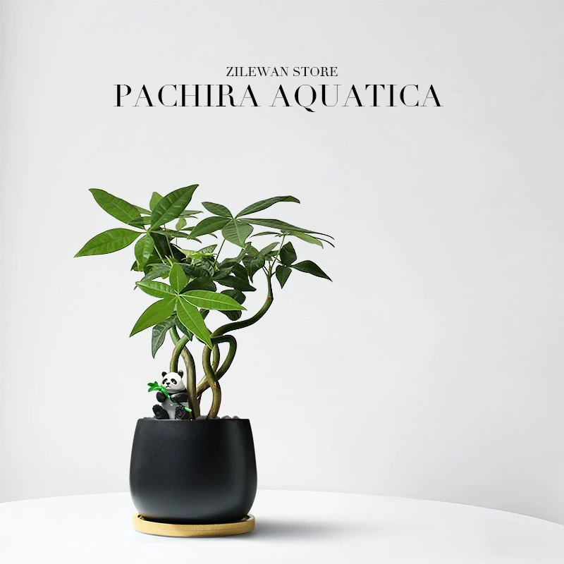 Интересные горшечные растения «Денежное дерево» для гостиной и офиса. Цветы и растения, которые не желтеют и легко выращиваются в любое время года.