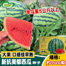 新抗美都西瓜种子 农田菜园播种中早熟酥脆甘甜多汁艳红瓤西瓜籽
