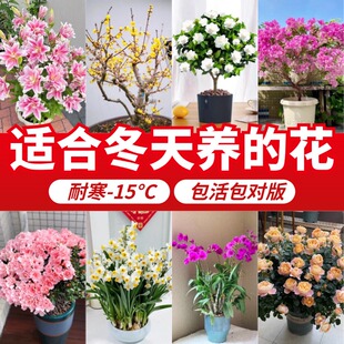 �ͺ��̓����������׻��ļ������_��ֲ���m�϶����B�Ļ������N���l