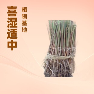 Reed Seedlings, Root Seedlings, Aquatic Plants, Sewage Purification, Water Quality, Pond Greening, Riverside Landscaping, Park Courtyard